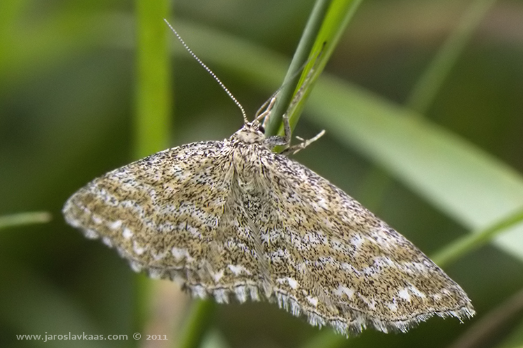 Vlnopásník kostkovaný (Scopula immorata), Radčický les