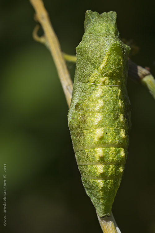Otakárek fenyklový - kukla (Papilio machaon - pupa), Staňkov