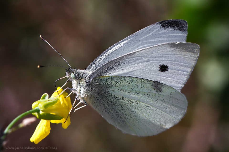 Bělásek řepový - samice (Pieris rapae - female), Nedražice