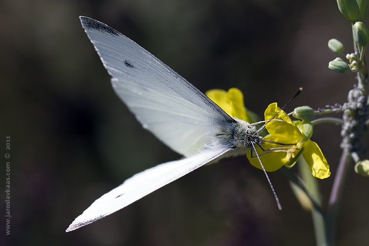 Bělásek řepový - samec (Pieris rapae - male), Nedražice