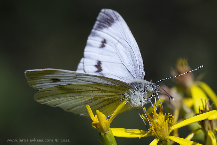 Bělásek řepkový - samice (Pieris napi - female), Nedražice