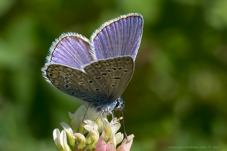 Modrásek jehlicový - samec (Polyommatus icarus - male), Nedražice