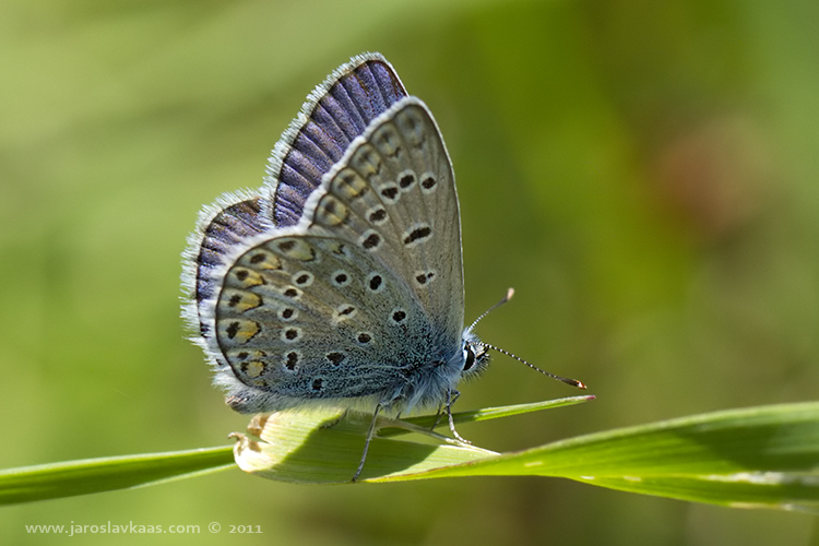 Modrásek jehlicový - samec (Polyommatus icarus - male), Nedražice