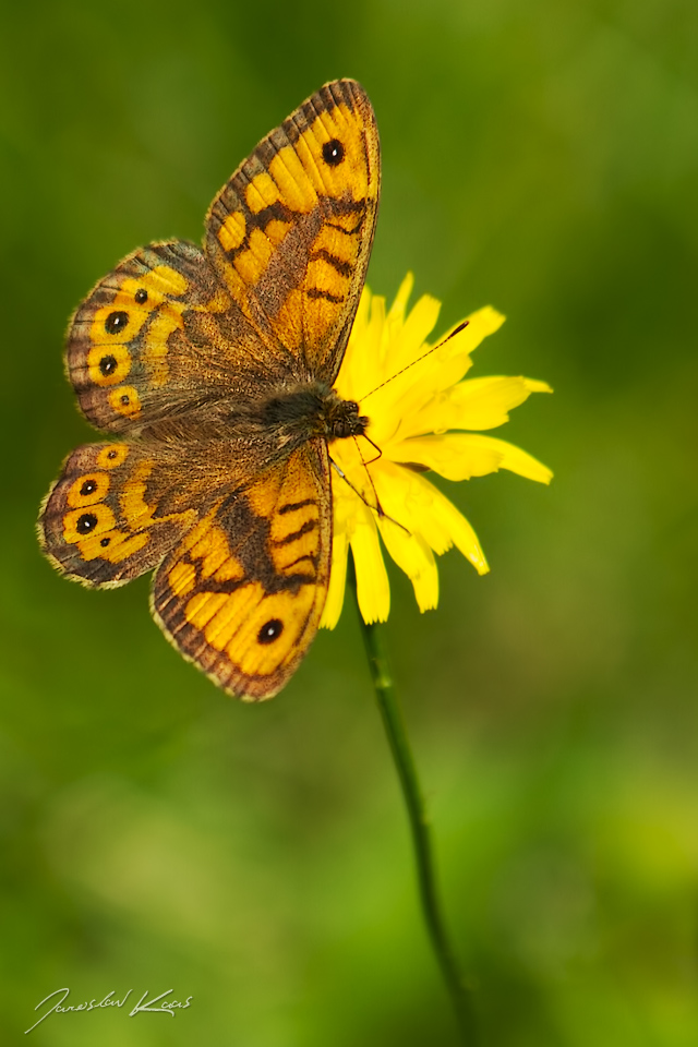 Okáč zední - samec (Lasiommata megera - male), Hradišťany