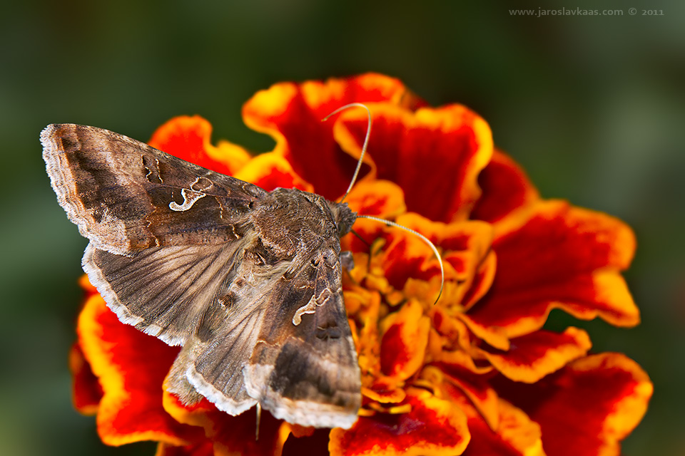 Kovolesklec gama (Autographa gamma), Staňkov