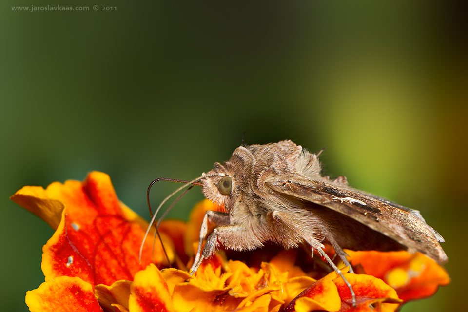 Kovolesklec gama (Autographa gamma), Staňkov