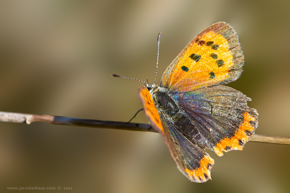 Ohniváček černokřídlý (Lycaena phlaeas), Staňkov