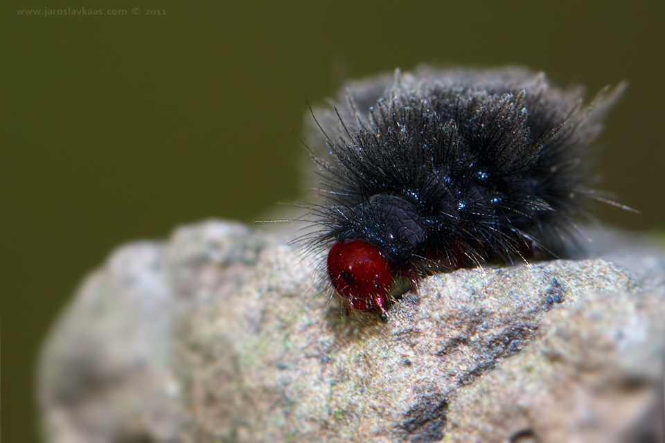 Běloskvrnáč pampeliškový - housenka (Amata phegea - caterpillar), Chlumská hora