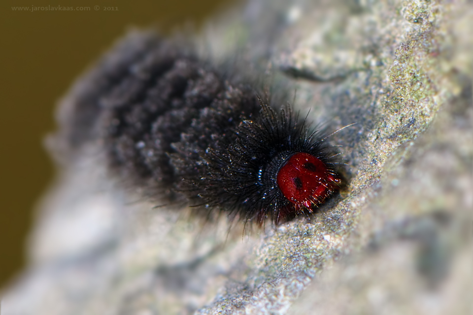 Běloskvrnáč pampeliškový - housenka (Amata phegea - caterpillar), Chlumská hora