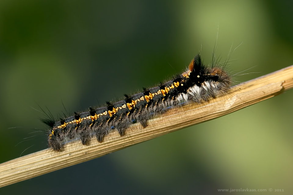 Bourovec trávový - housenka (Euthrix potatoria - caterpillar), Stod