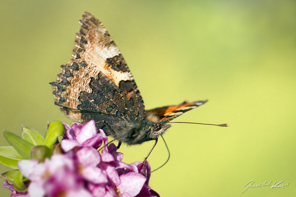 Babočka kopřivová (Aglais urticae urticae), Hradišťany