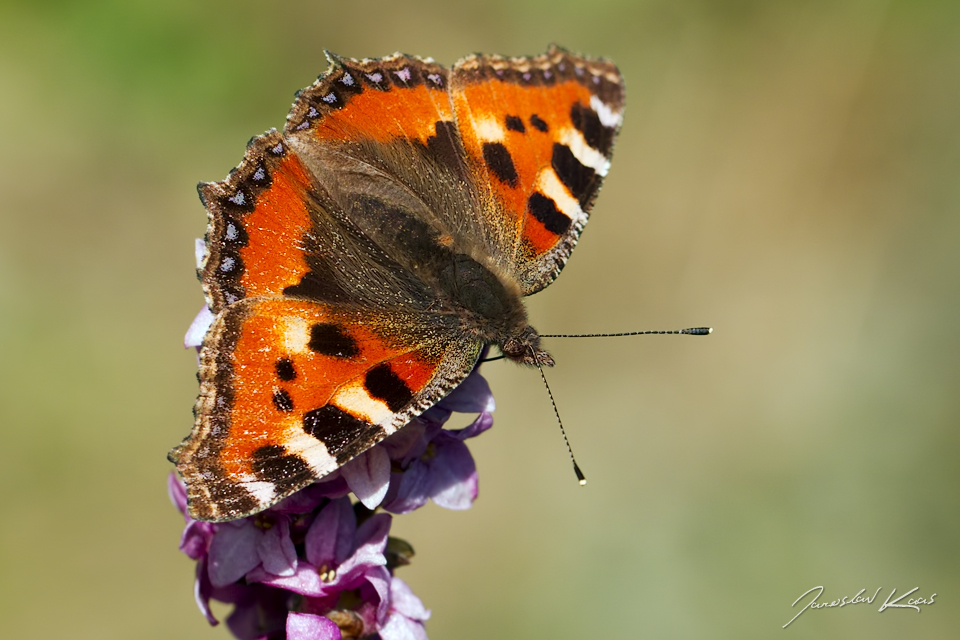 Babočka kopřivová (Aglais urticae urticae), Hradišťany