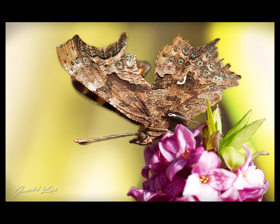 Babočka bílé C (Polygonia c-album c-album), Hradišťany