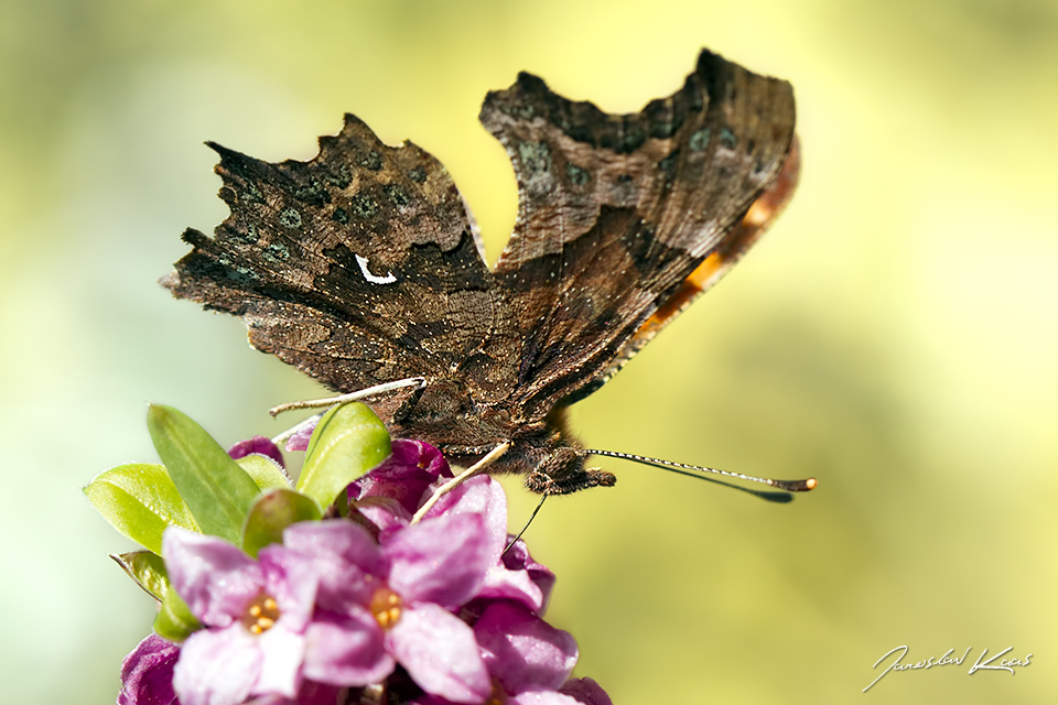 Babočka bílé C (Polygonia c-album c-album), Hradišťany