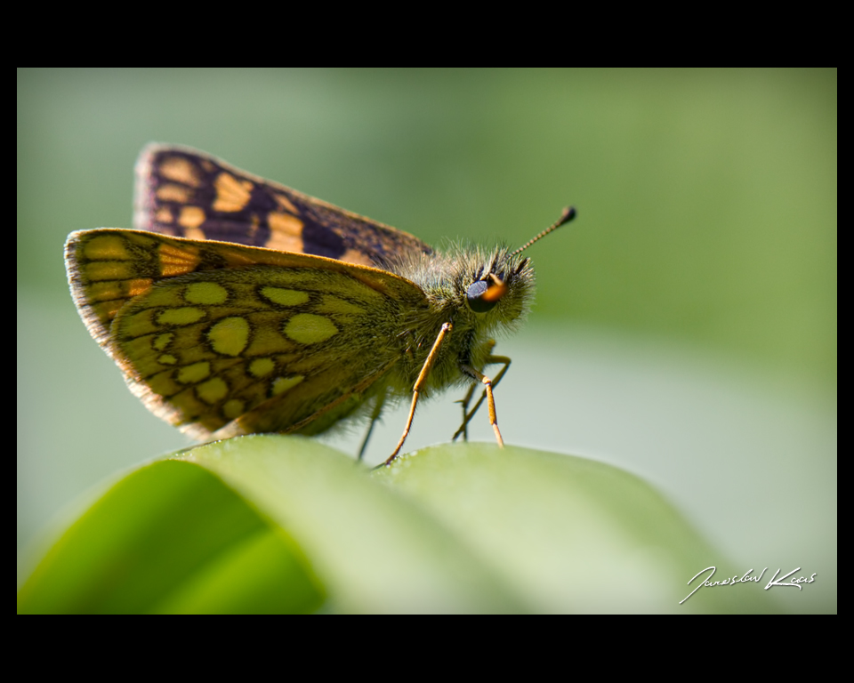 Soumračník jitrocelový - samice (Carterocephalus palaemon - female), Hradišťany