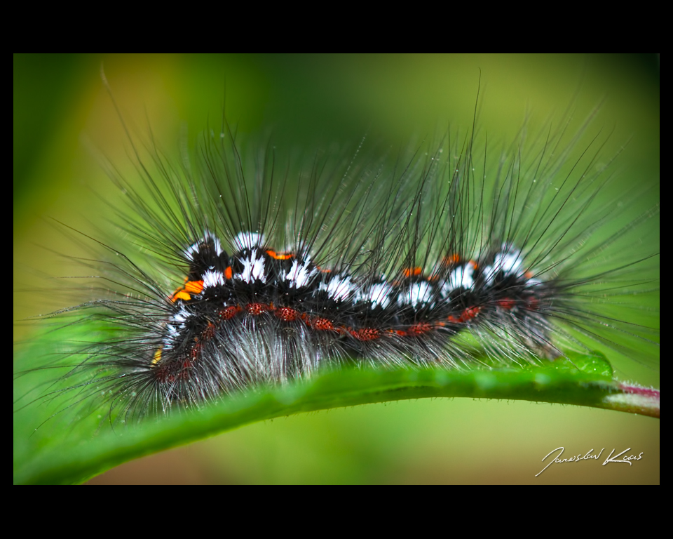 Bekyně pižmová - housenka (Euproctis similis - caterpillar), Nedražice