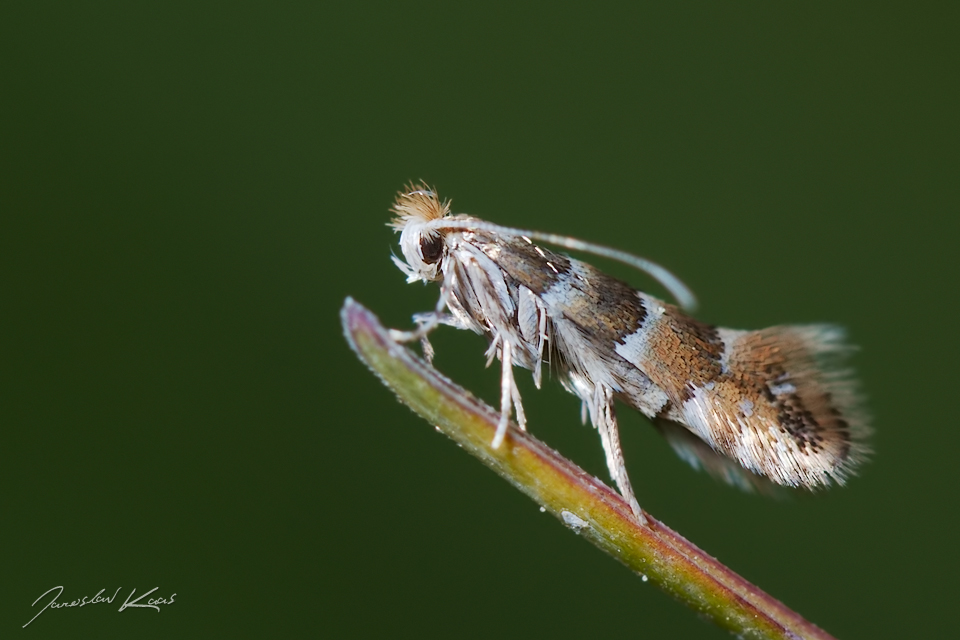 Klíněnka jírovcová (Cameraria ohridella), Hradišťany