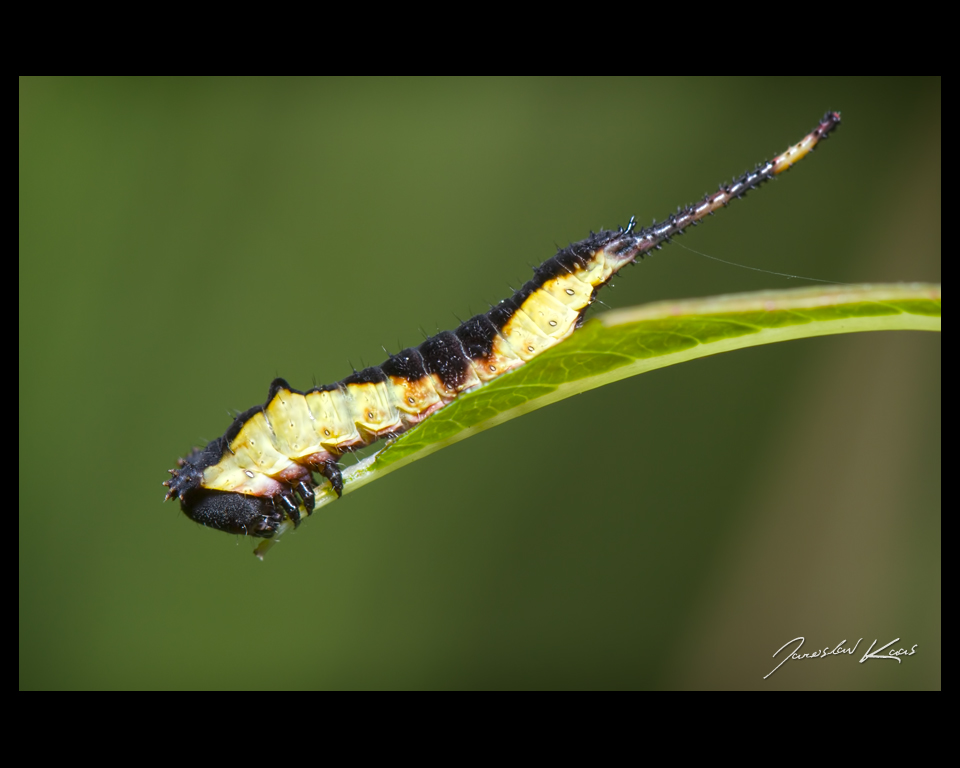 Hranostajník vrbový - housenka (Cerura vinula - caterpillar), Staňkov - Krchleby