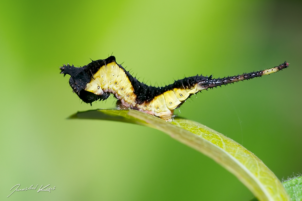 Hranostajník vrbový - housenka / Cerura vinula - caterpillar / Puss Moth, Staňkov - Krchleby