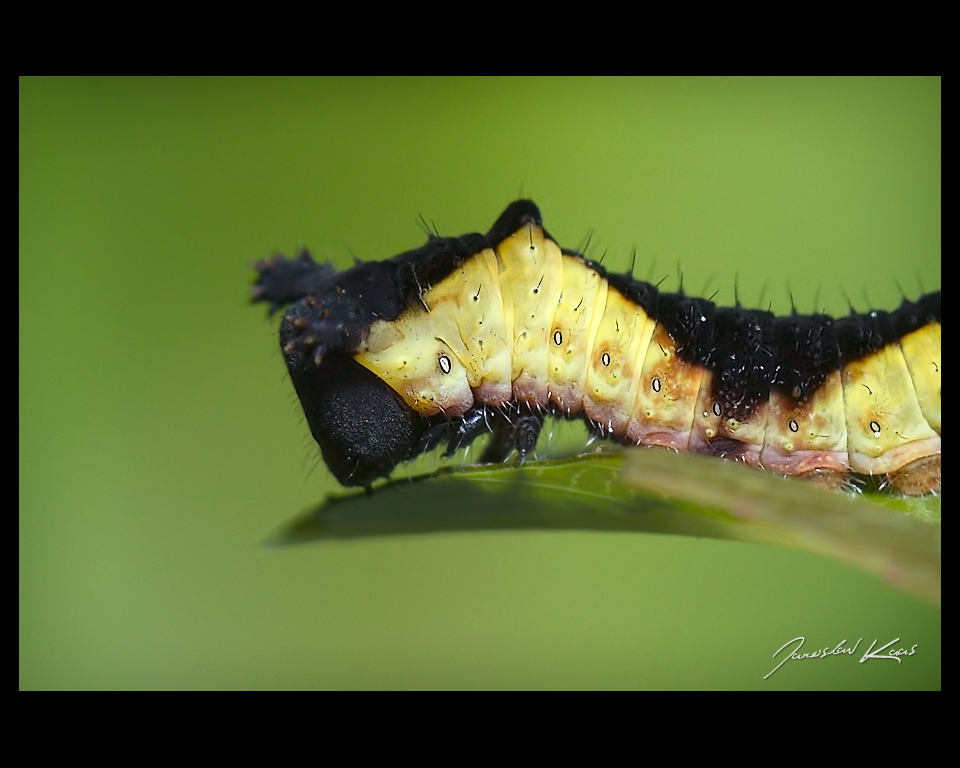 Hranostajník vrbový - housenka (Cerura vinula - caterpillar), Staňkov - Krchleby