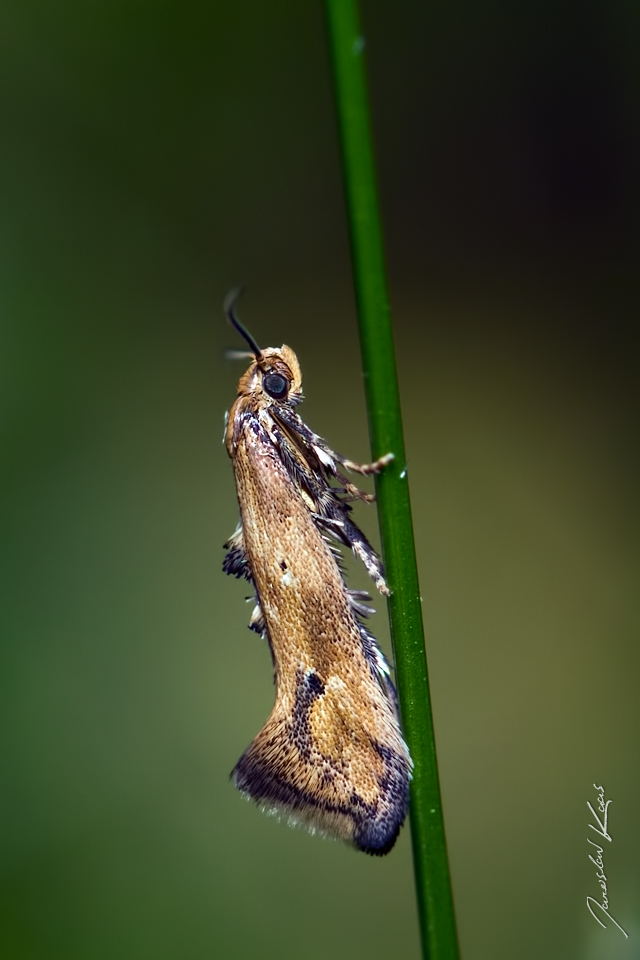 Zoubkovníček bršlicový / Epermenia illigerella, Hradišťany