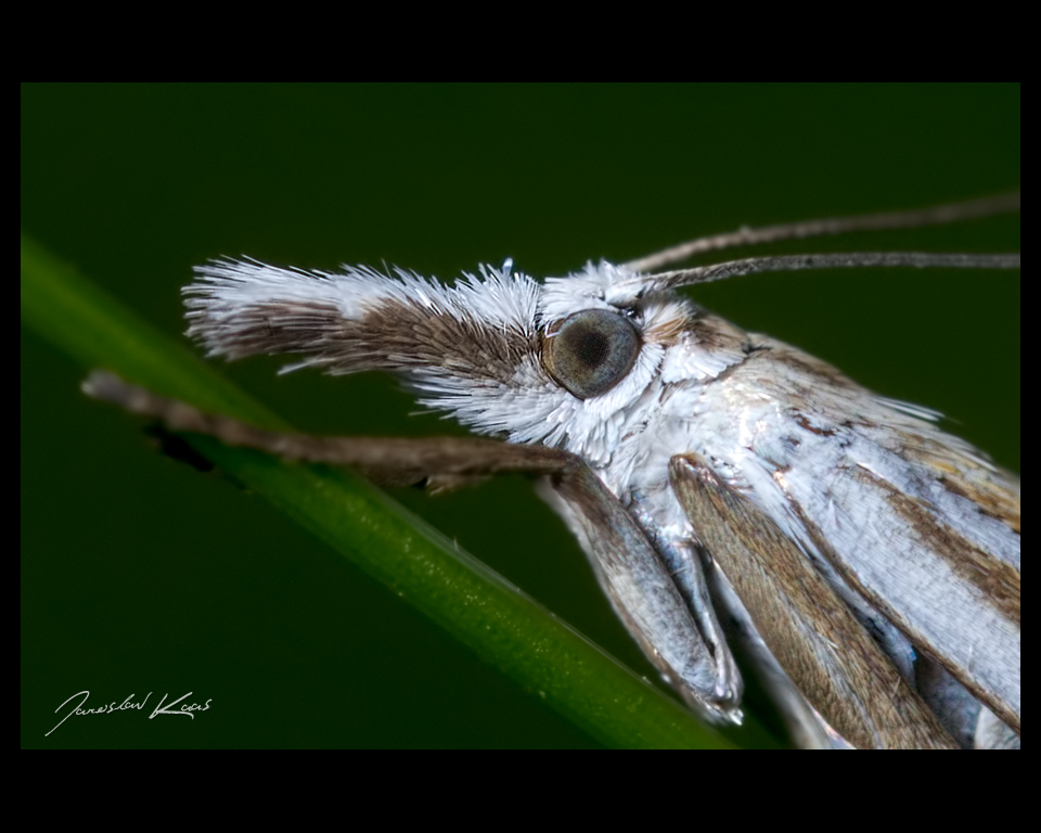 Travařík obecný (Crambus lathoniellus), detail, Hradišťany