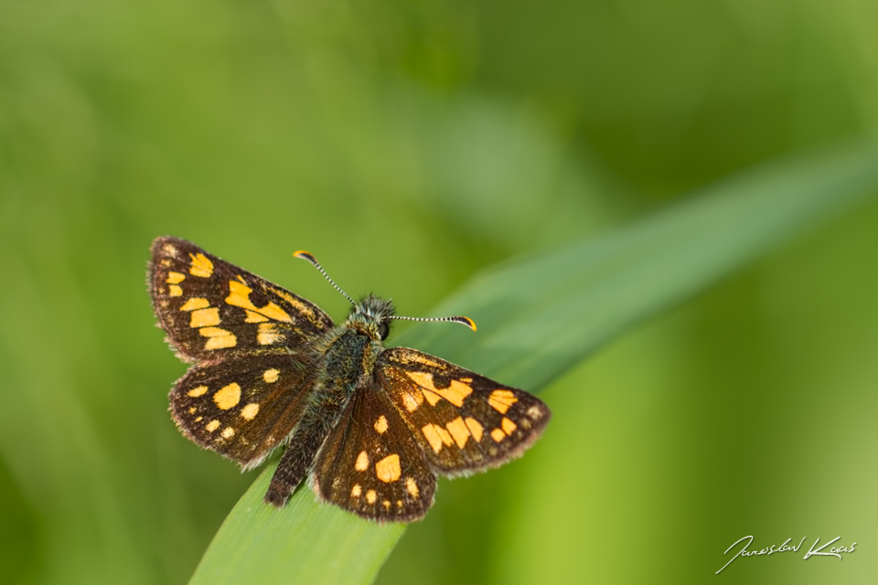 Soumračník jitrocelový - samec (Carterocephalus palaemon - male), Chlumská hora