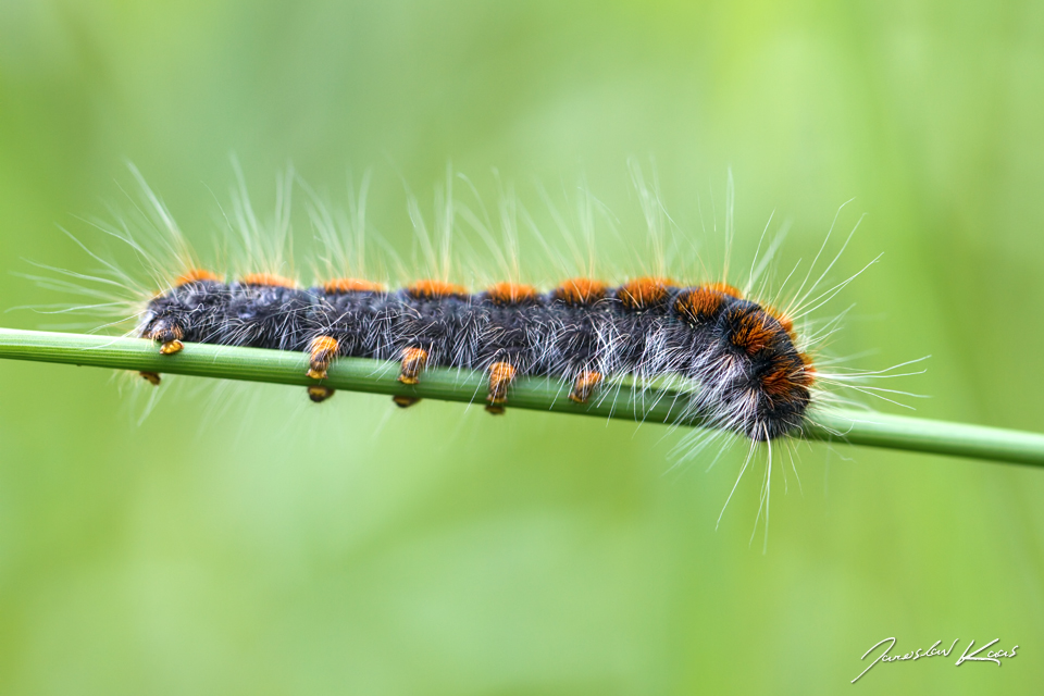 Bourovec březový - housenka / Eriogaster lanestris - caterpillar / Small Eggar, Chlumská hora