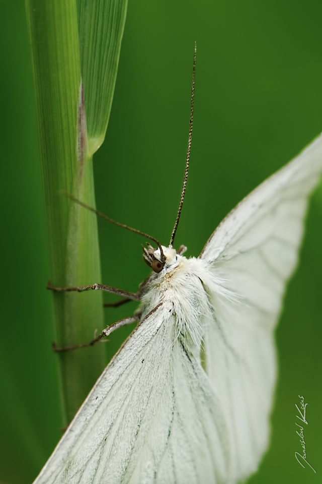 Bělokřídlec luční (Siona lineata), Chlumská hora