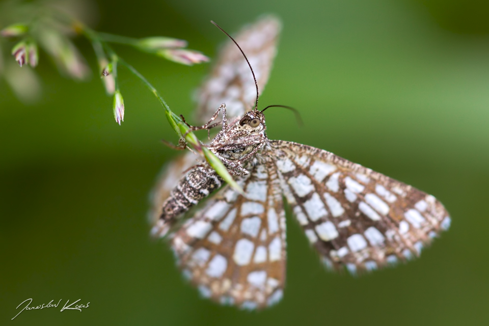 Kropenatec jetelový - samice (Chiasmia clathrata - female), Chlumská hora