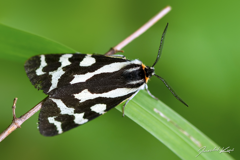 Přástevník jitrocelový - samec (Parasemia plantaginis - male), Chlumská hora