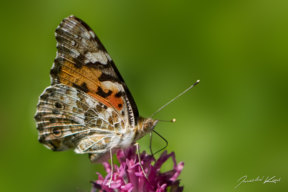 Babočka bodláková - samice (Vanessa cardui - female), Čerchov