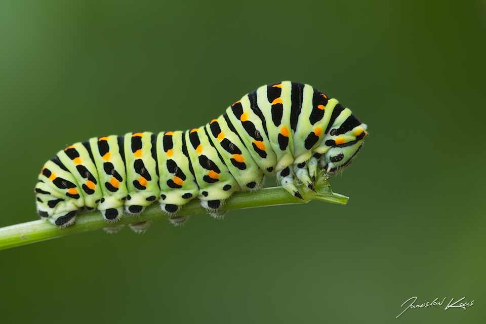 Otakárek fenyklový - housenka (Papilio machaon - caterpillar), Staňkov