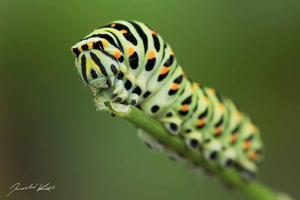 Otakárek fenyklový - housenka (Papilio machaon - caterpillar), Staňkov