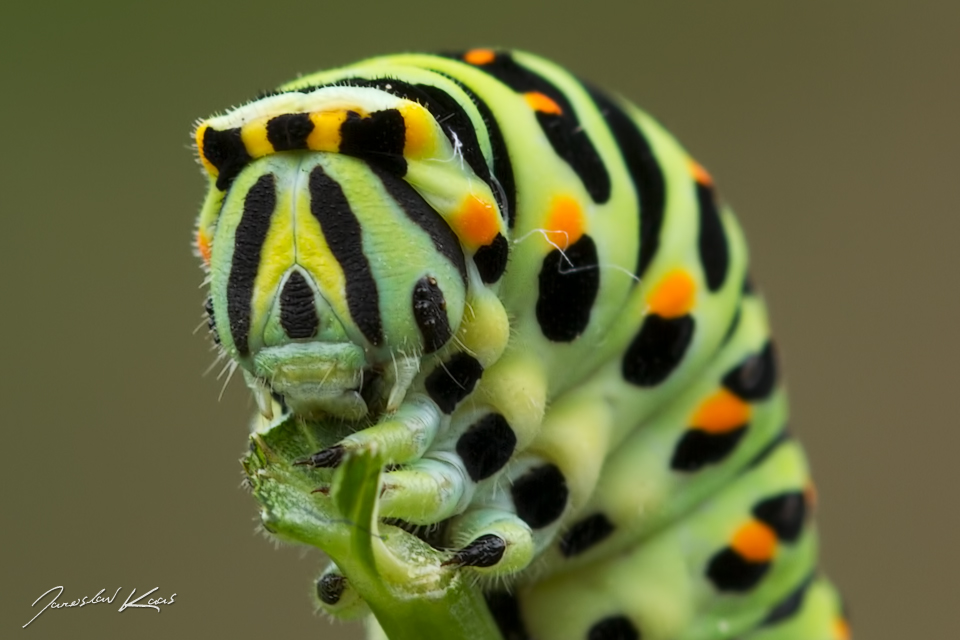 Otakárek fenyklový - housenka (Papilio machaon - caterpillar), Staňkov