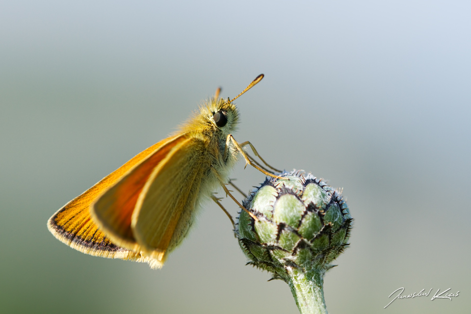 Soumračník čárečkovaný - samec (Thymelicus lineola - male), CHKO Pálava, NPR Tabulová