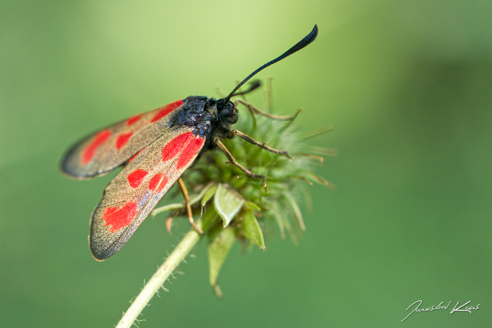 Vřetenuška kozincová - samice (Zygaena loti - female), CHKO Pálava, NPR Děvín-Kotel-Soutěska