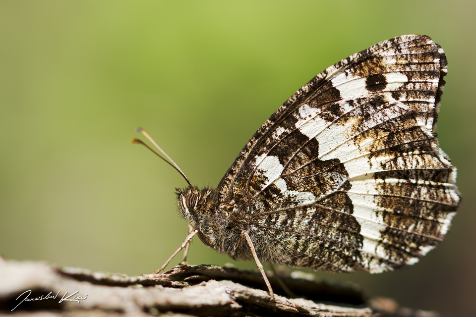 Okáč voňavkový (Brintesia circe), CHKO Pálava, NPR Tabulová