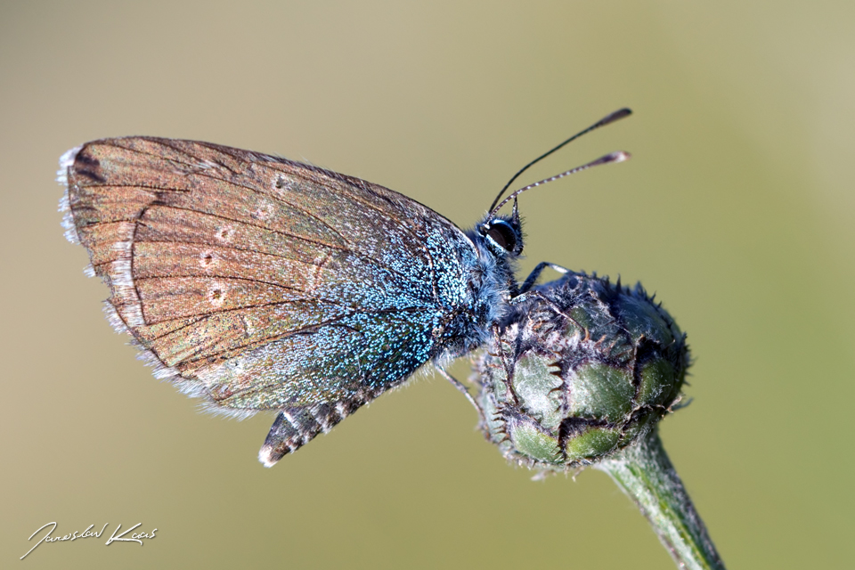 Modrásek kozincový - samec (Glaucopsyche alexis - male), CHKO Pálava, NPR Tabulová