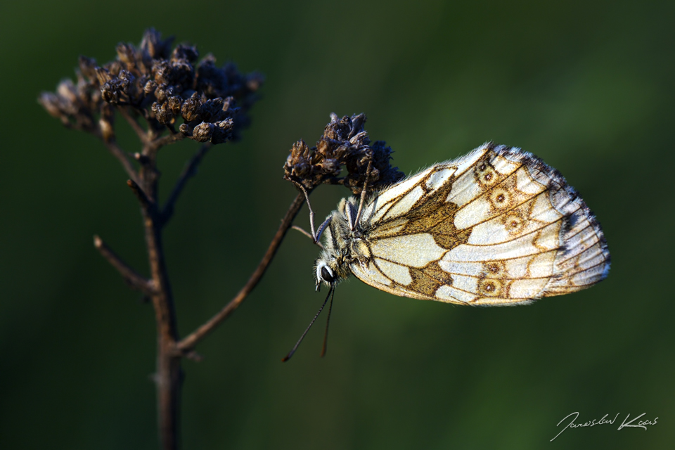 Okáč bojínkový - samice (Melanargia galathea - female), CHKO Pálava, NPR Tabulová