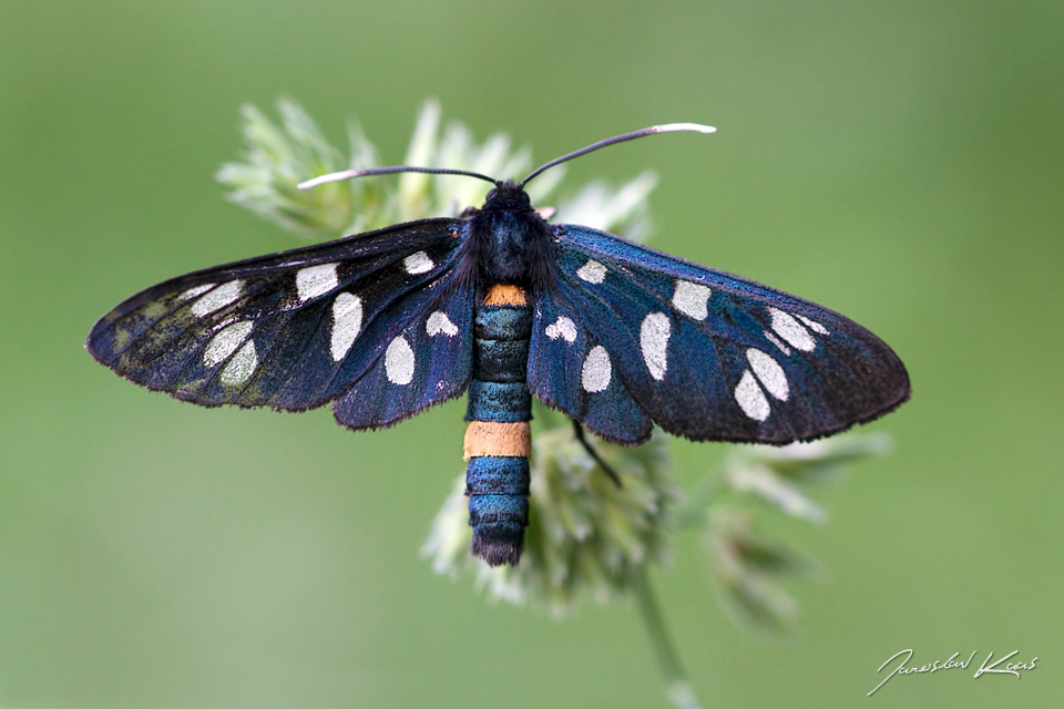 Běloskvrnáč pampeliškový - samec (Amata phegea - male), CHKO Pálava, NPR Tabulová