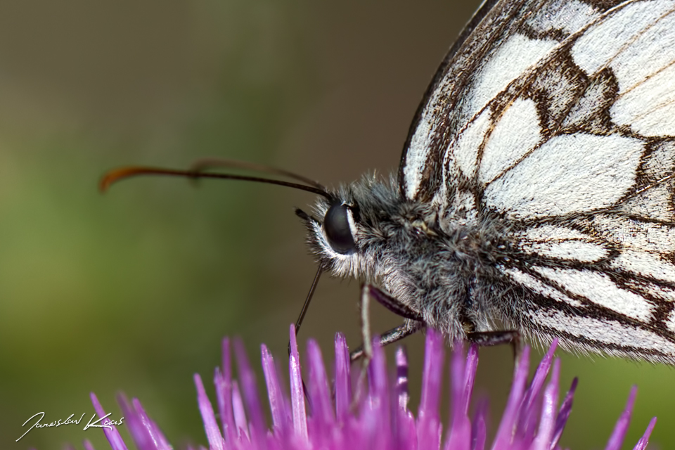 Okáč bojínkový, samec / Melanargia galathea, male / Marbled White, CHKO Pálava, PR Svatý kopeček