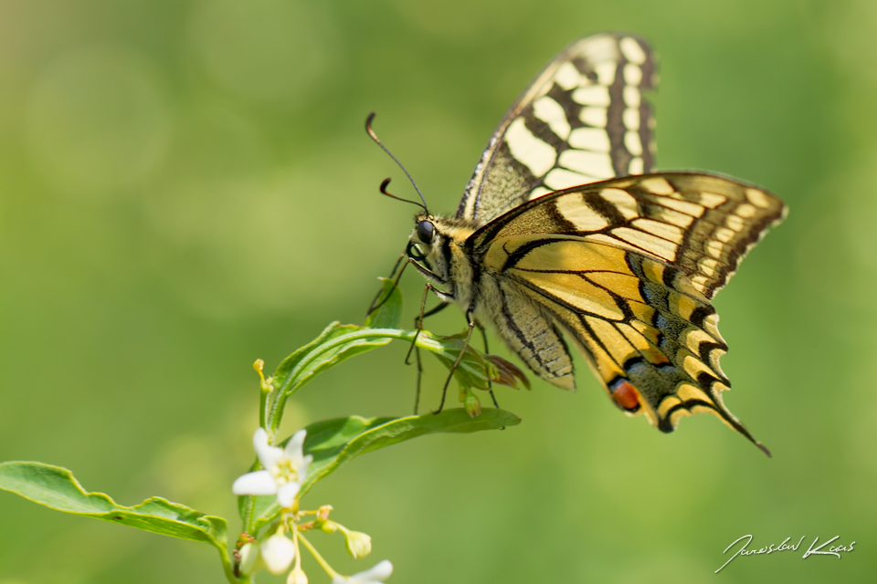 Otakárek fenyklový (Papilio machaon), CHKO Pálava, PR Svatý kopeček