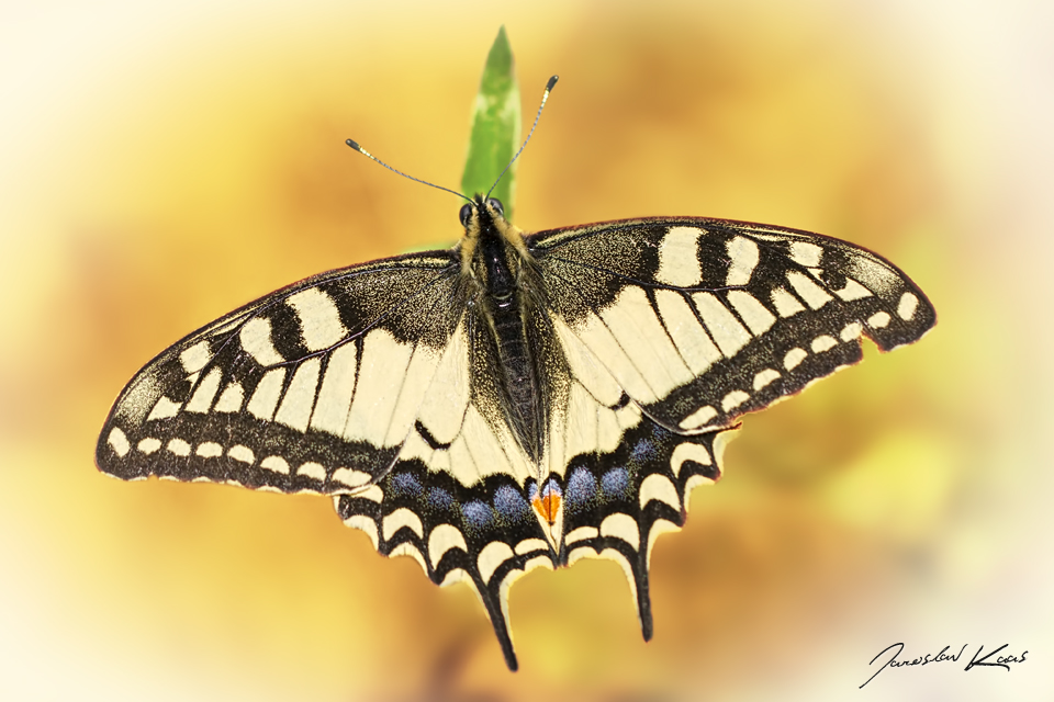 Otakárek fenyklový / Papilio machaon / Old World Swallowtail, CHKO Pálava, PR Svatý kopeček