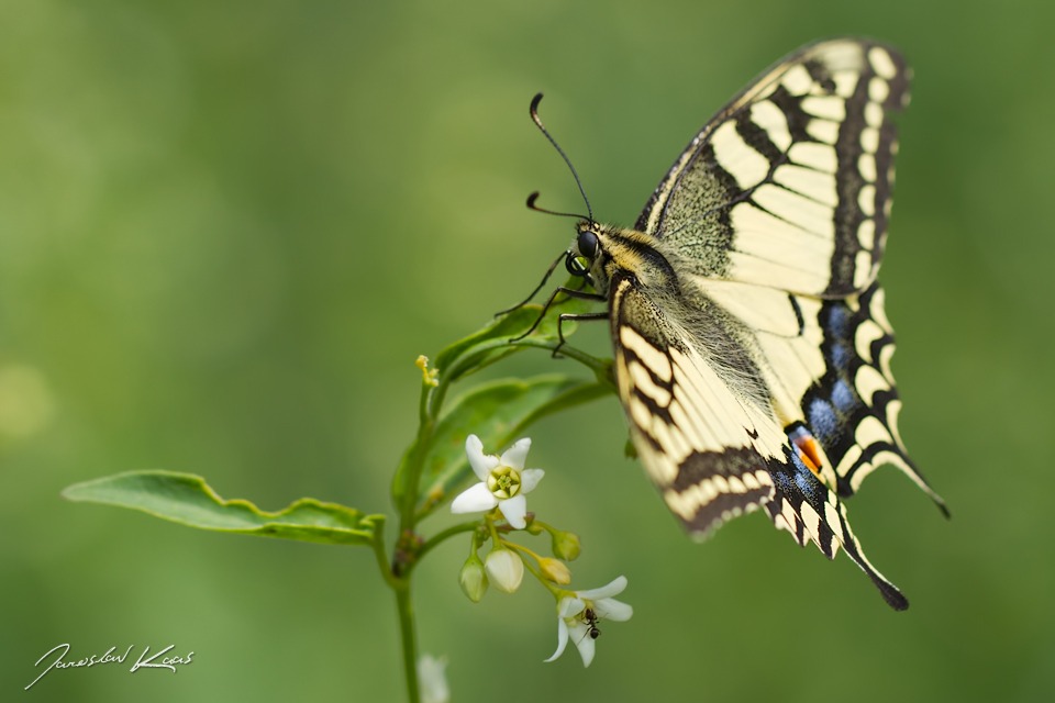 Otakárek fenyklový (Papilio machaon), CHKO Pálava, PR Svatý kopeček