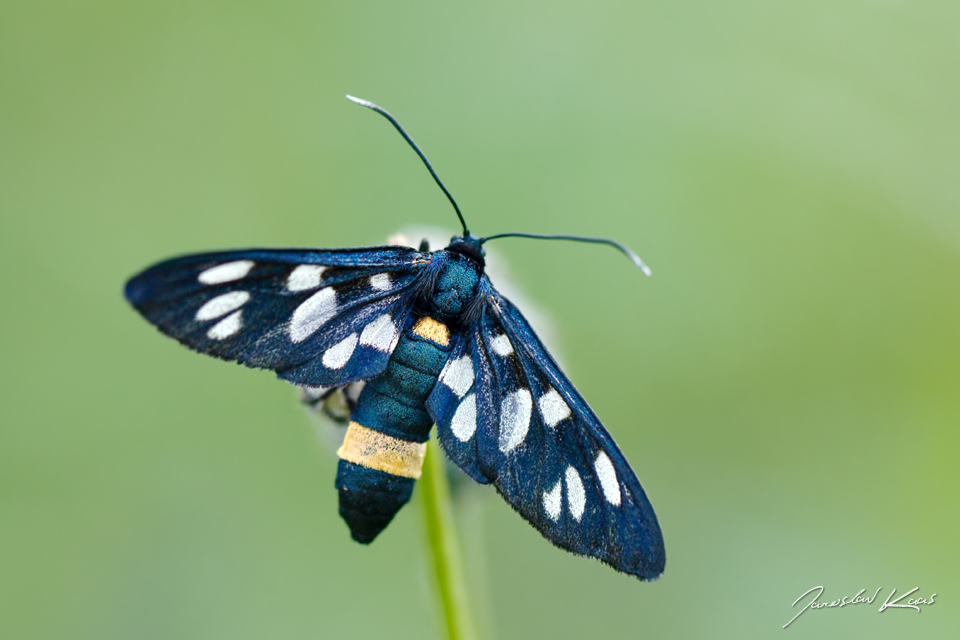 Běloskvrnáč pampeliškový - samice (Amata phegea - female), CHKO Pálava, PR Turold