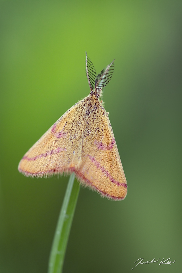 Rudopásník šťovíkový, samec / Lythria purpuraria, male / Purple-barred Yellow, CHKO Pálava, Mikulov