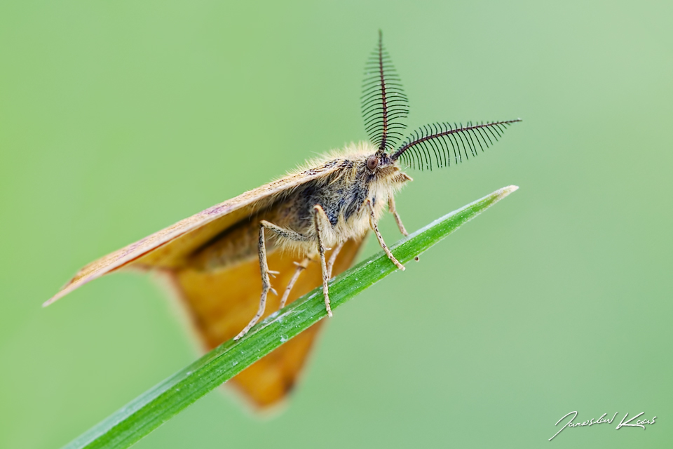 Rudopásník šťovíkový - samec (Lythria purpuraria - male), CHKO Pálava, Mikulov