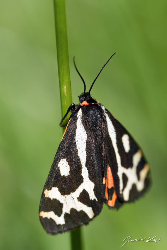 Přástevník jitrocelový - samice (Parasemia plantaginis - female), Krkonošský národní park