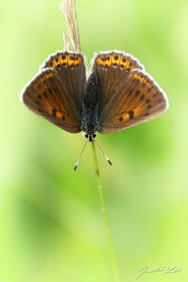 Ohniváček modrolemý, samice / Lycaena hippothoe, female / Purple-edged Copper, Krkonošský národní park